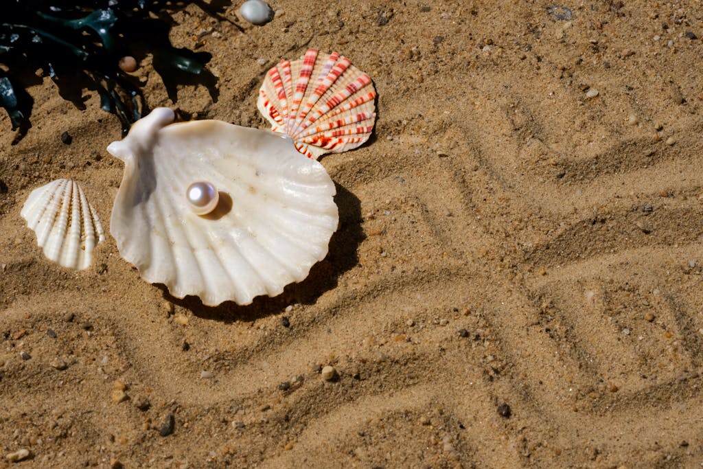 Perle coquillage